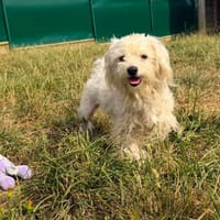 GUCCI, chien à adopter