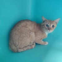MBAPPE QCT, chat à adopter
