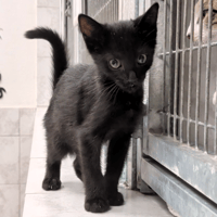 MEEKO, chat à adopter