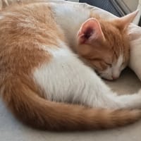 Eureka [Chaton], chat à adopter