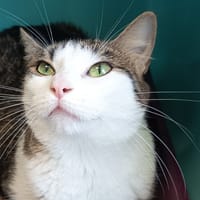 MIMI C, chatte à adopter
