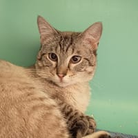 CHOUCHOU C, chat à adopter