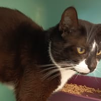 SAKADO C, chat à adopter