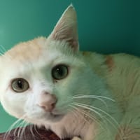 BLANCHETTE C, chat à adopter