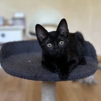 GROMINOU, chat à adopter