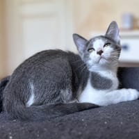 DOUDOU, chatte à adopter