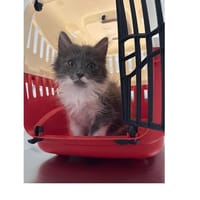 BLOOM, chatte à adopter