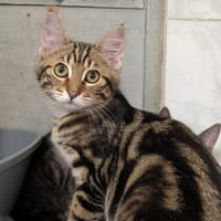 AMAYA, chatte à adopter