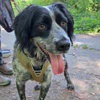 ROX, chien à adopter