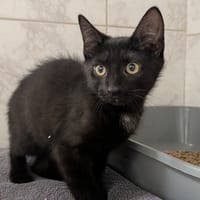 MAIA, chatte à adopter