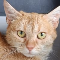 Jeanette, chatte à adopter