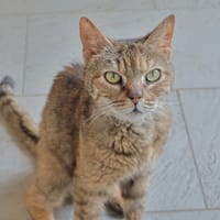 Léa, chatte à adopter