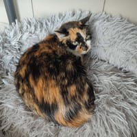 TITA QCT, chatte à adopter