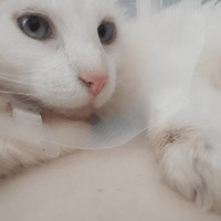 COTON QCT, chat à adopter