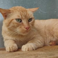 ORIATO QCT, chat à adopter