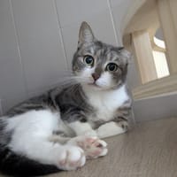 RAVIOLI, chatte à adopter