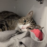TIGROU, chat à adopter