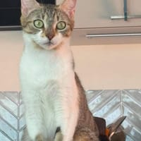YEMA, chatte à adopter