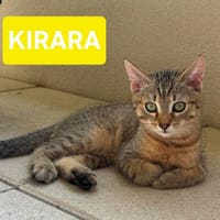 KIRARA ADOPTABLE AVEC SES SŒURS/FRERE OU SEUL SI VOUS AVEZ DÉJÀ UN CHAT PRÉSENT CHEZ VOUS, chatte à adopter