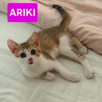 ARIKI ADOPTABLE AVEC SES SŒURS/FRERE OU SEUL SI DÉJÀ UN CHAT PRÉSENT CHEZ VOUS, chatte à adopter