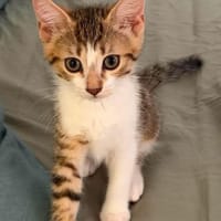 ELECTRA ADOPTABLE AVEC SES SŒURS/FRERE OU SEUL SI DÉJÀ UN CHAT PRÉSENT CHEZ VOUS, chat à adopter