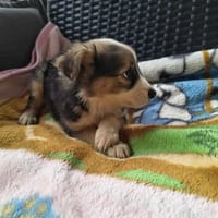 Gruszeczka, suczka do adopcji