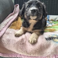 Wiśnia, suczka do adopcji