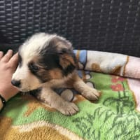 Bazylek, pies do adopcji