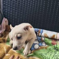 Poziomka, pies do adopcji
