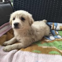 Jagódka, suczka do adopcji