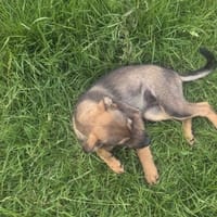 Fibi, suczka do adopcji