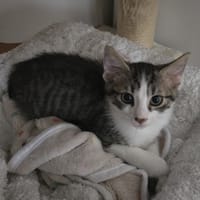 WALKY, chat à adopter