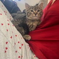 Moka, chat à adopter