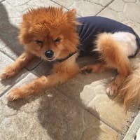 TILOU d'amour, chien à adopter