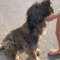 CANDIE, chienne à adopter