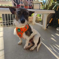 LOLITA, chienne à adopter