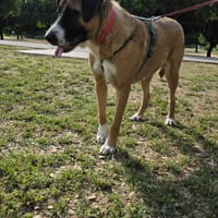 ELSA, chienne à adopter
