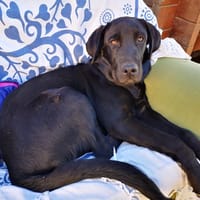 AMIR, chien à adopter