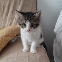 OSCAR, chat à adopter