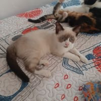 PIXEL, chat à adopter