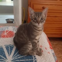 OLIVE, chatte à adopter
