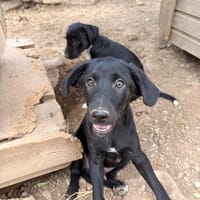 Steven, chien à adopter