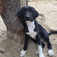 Phoebe, chienne à adopter