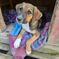 Pong, chienne à adopter
