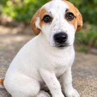 YLLA, chienne à adopter