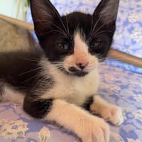 MYO, chaton mâle européen, chat à adopter