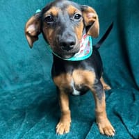 Pan, Hund zur Adoption