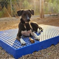 Neda - aktive Junghündin, Hündin zur Adoption