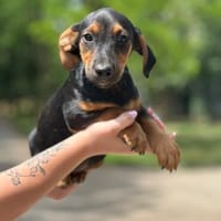 Pan, Hund zur Adoption