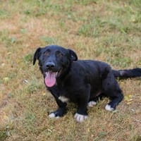 WUPS  Kleiner Charmeur sucht seine Menschen, Hund zur Adoption
